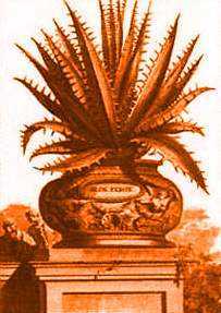 Aloe Vera  Historie