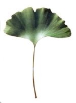 Gingko