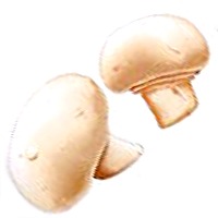 champignon