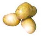 champignon