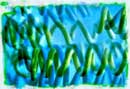 Spirulina